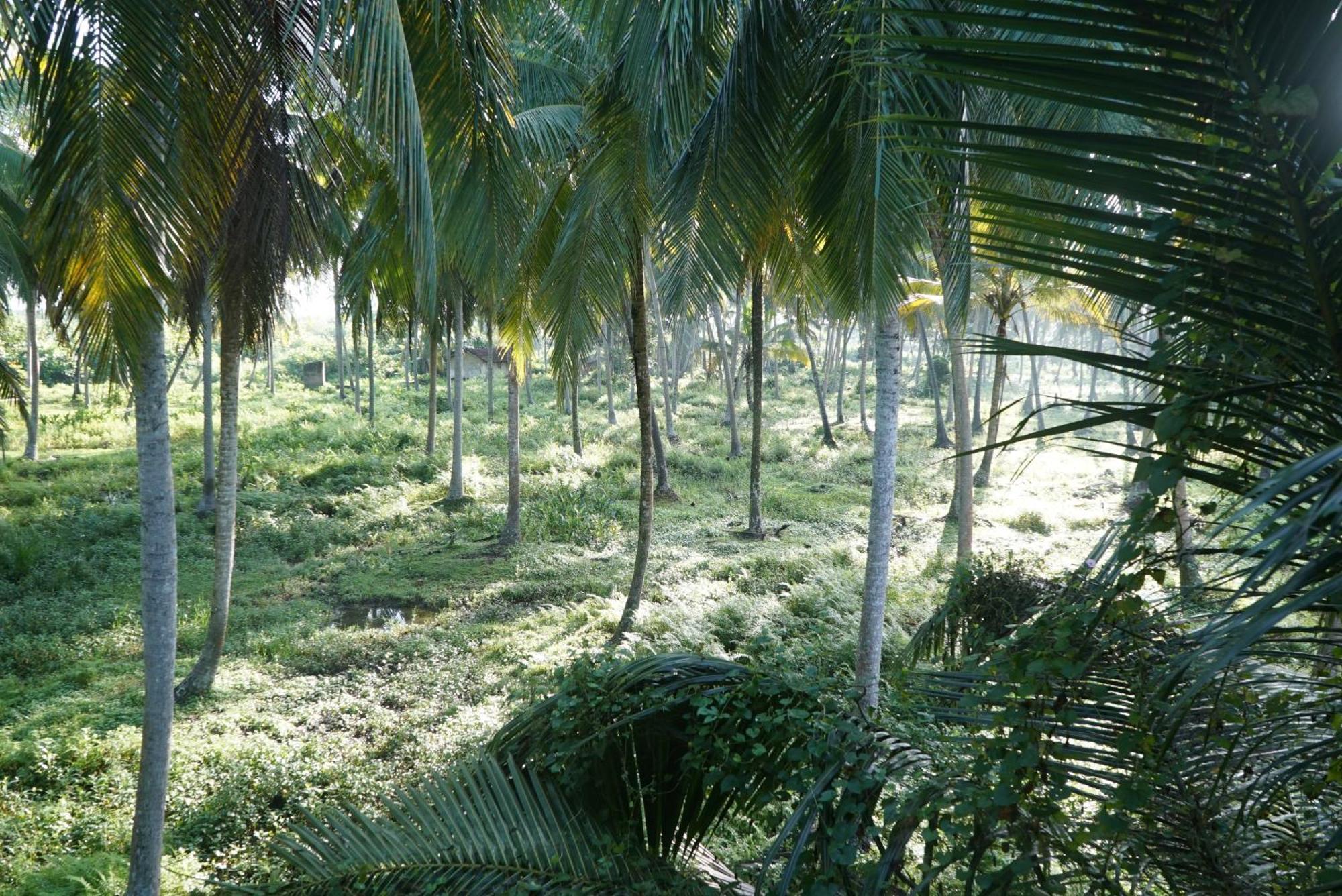 Red Coconut Villa بينتوتا المظهر الخارجي الصورة