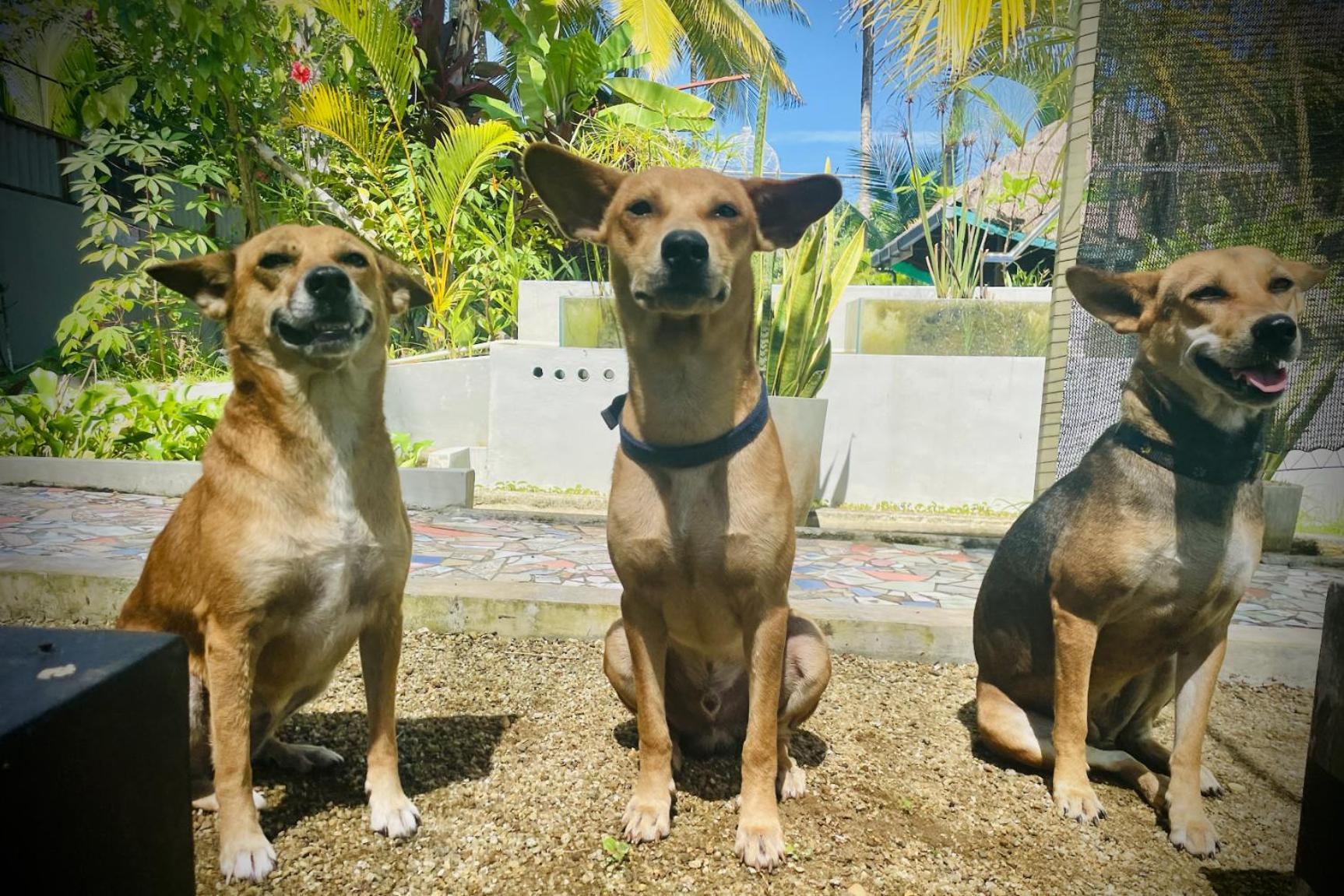 Red Coconut Villa بينتوتا المظهر الخارجي الصورة