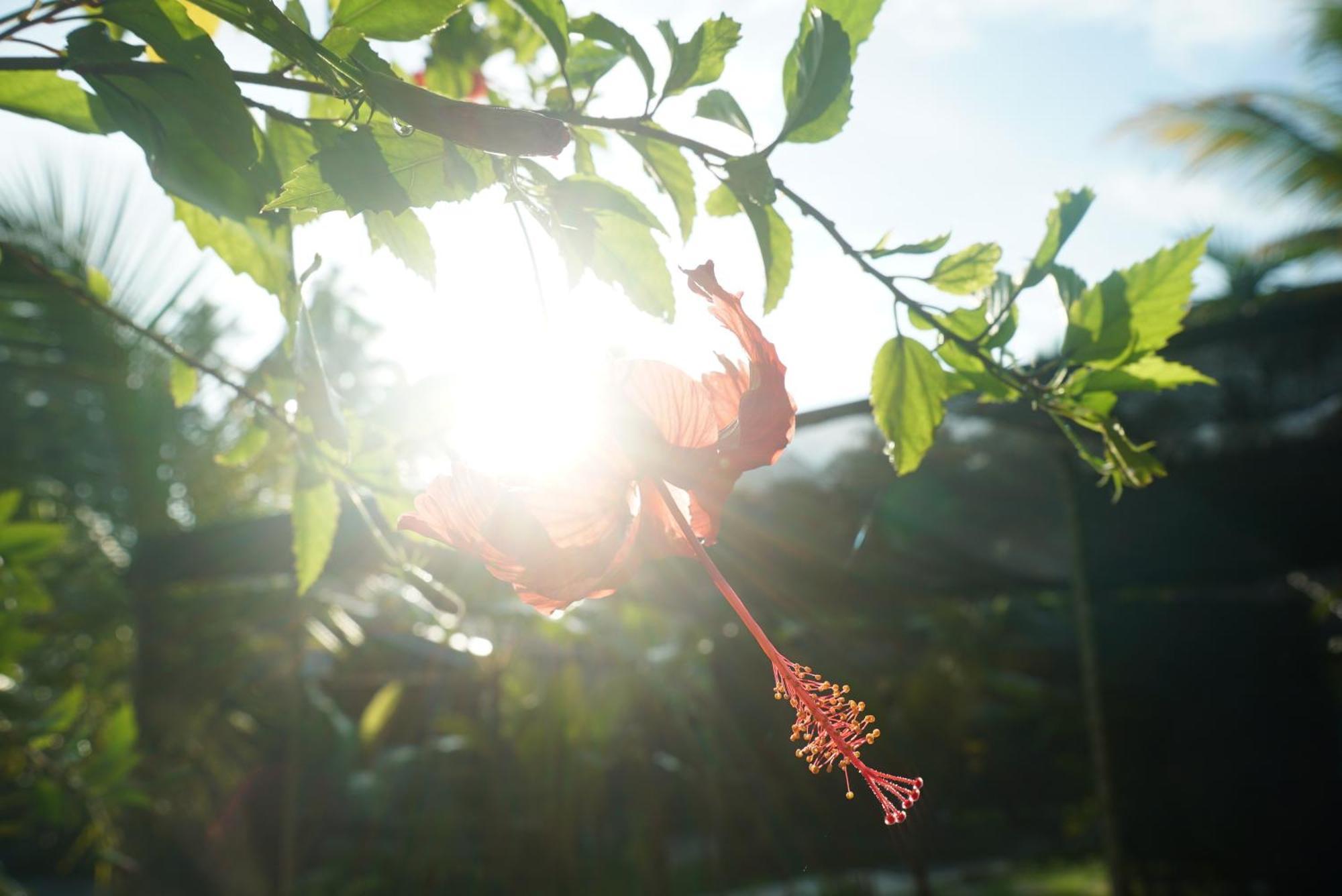 Red Coconut Villa بينتوتا المظهر الخارجي الصورة