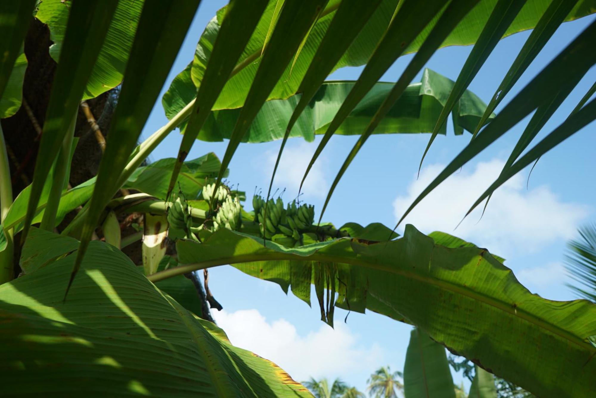 Red Coconut Villa بينتوتا المظهر الخارجي الصورة
