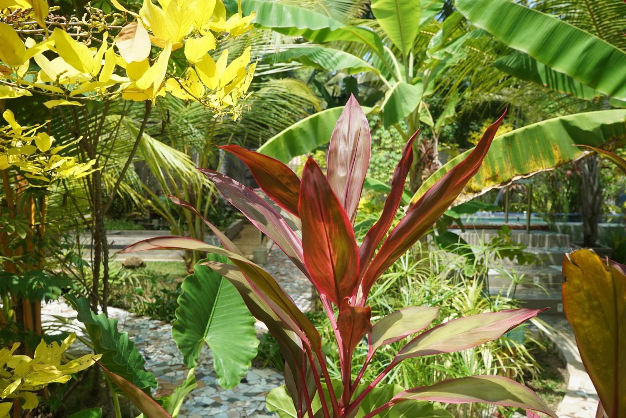 Red Coconut Villa بينتوتا المظهر الخارجي الصورة