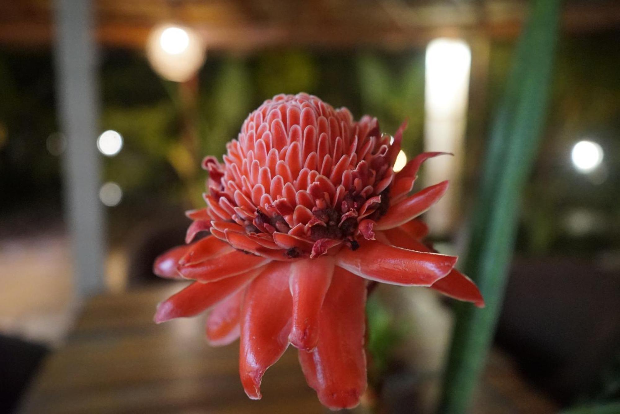 Red Coconut Villa بينتوتا المظهر الخارجي الصورة